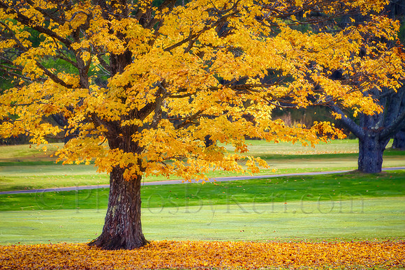 Dropping Leaves