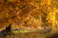 Last Burst Of Color