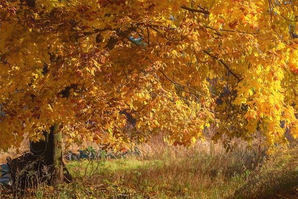 Last Burst Of Color