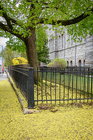 Spring Carpet