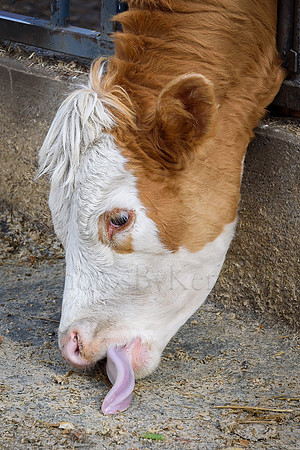 Cow Lick
