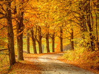 Road Of Autumn Dreams