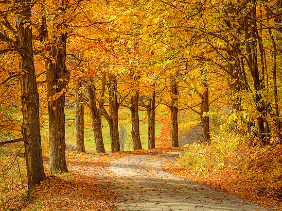 Road Of Autumn Dreams