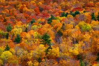 Autumn Tree Mosaic