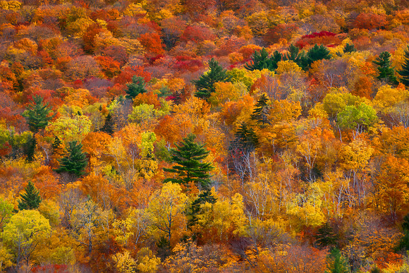 Autumn Tree Mosaic
