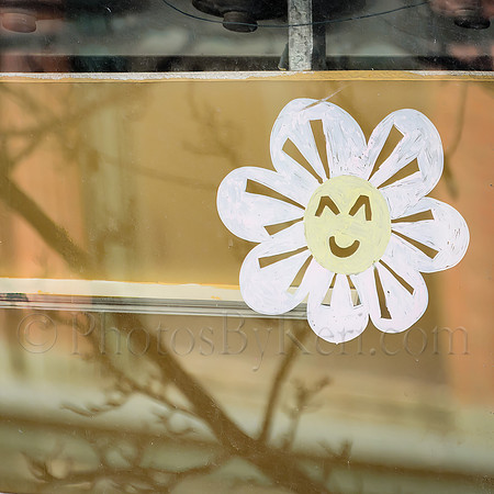 A Daisy Grows