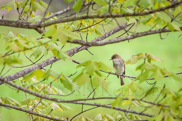 Nature's Window