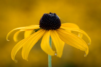 Black Eyed Beauty