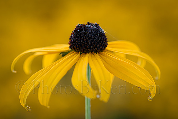 Black Eyed Beauty