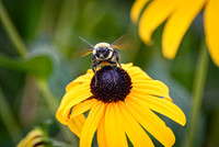 Buzz Off