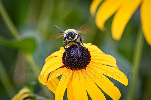 Buzz Off