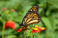 Happy Monarch