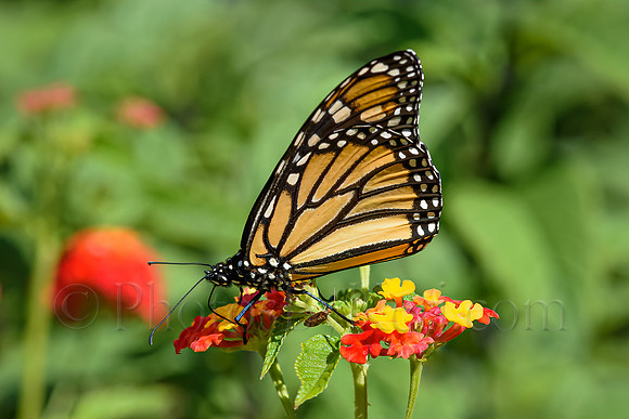 Happy Monarch