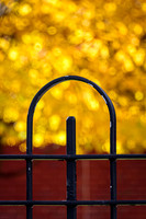 Gold Beyond The Fence