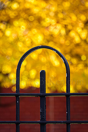 Gold Beyond The Fence