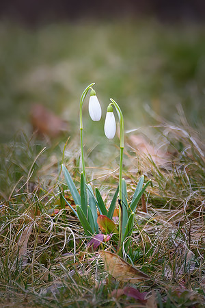 Snowdrop Twins