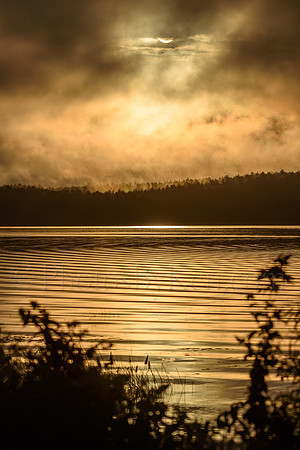 Golden Delight