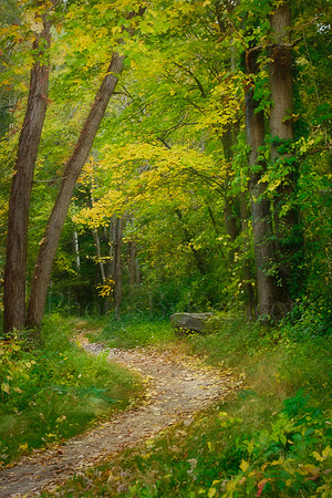 Path Through A Yellow Wood