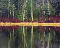 Seasonal Reflections