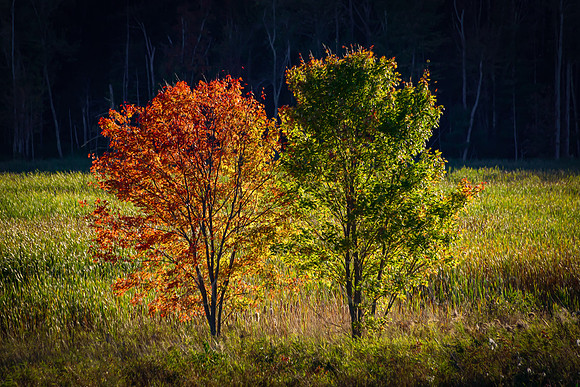 Tale Of Two Trees