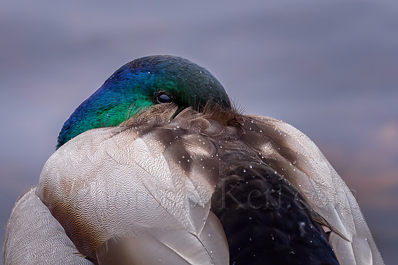 Resting Mallard