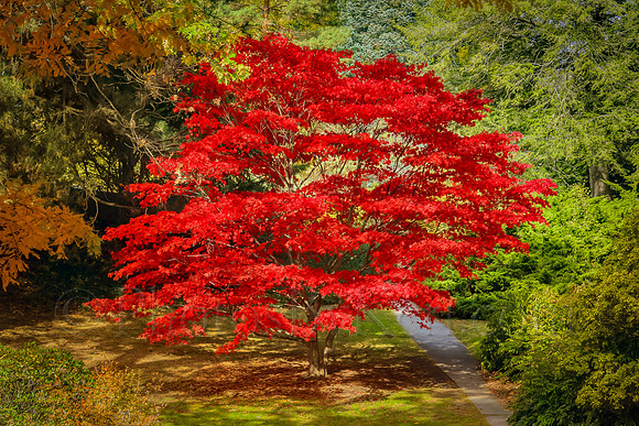 Japanese Maple Glory