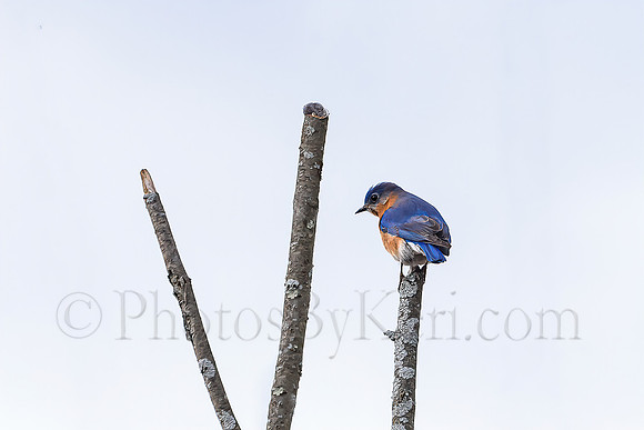 Eastern Bluebird