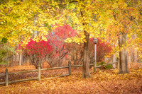 Late Autumn's Glory