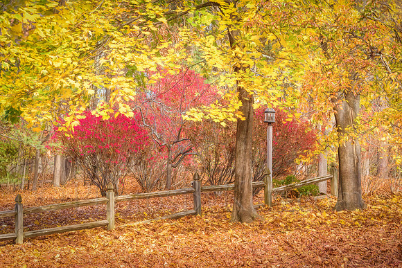 Late Autumn's Glory