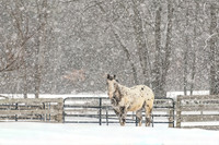 Horse In The Snow