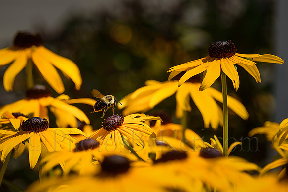 Flight Of  The Bumblebee