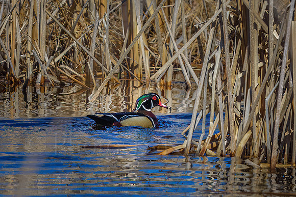 Wood Duck