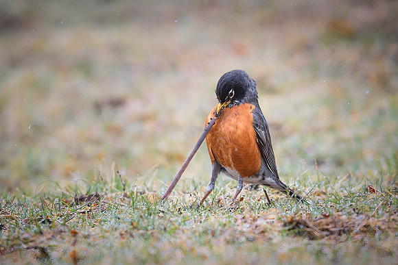 The Early Bird
