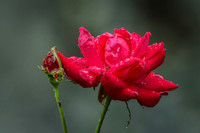 Raindrops on Roses