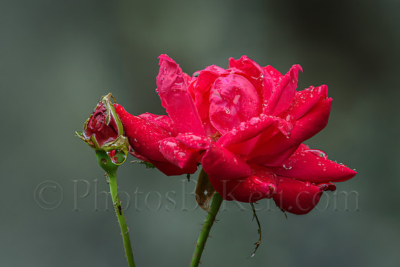Raindrops on Roses