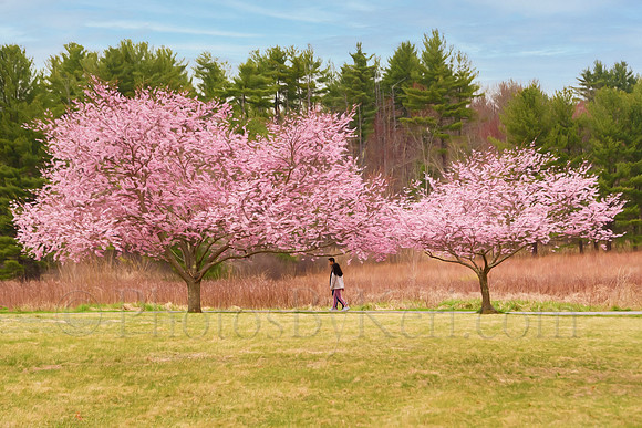 Cherry Stroll