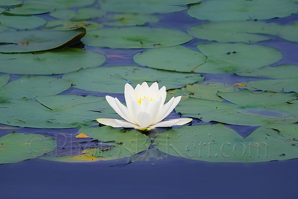 Blue Dasher And the Waterlily