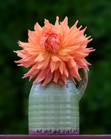 Darling Dahlia