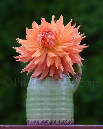 Darling Dahlia