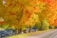 Autumn Along The Stone Wall