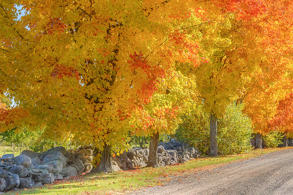Autumn Along The Stone Wall
