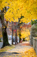 Leafy Walk