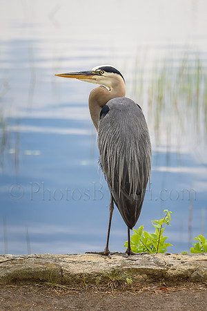 Great Blue