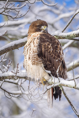 The Lookout