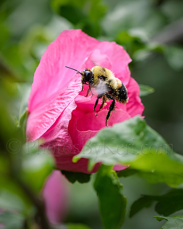 Bee Happy