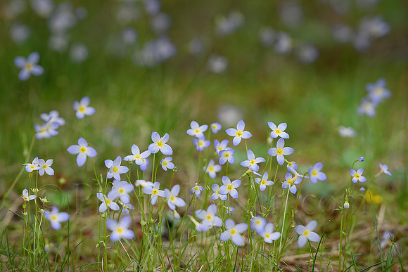 Little Bluets