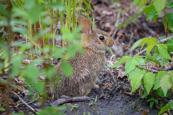 Roadside Cottontail