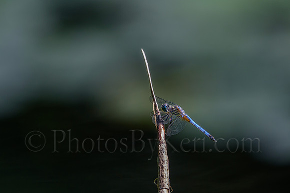 A Dash of Blue