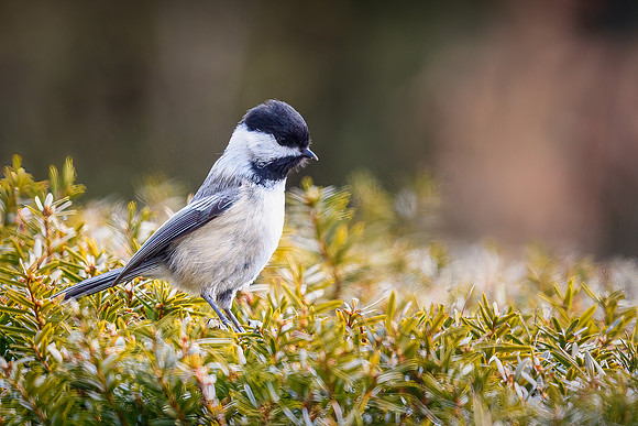 Chickadee