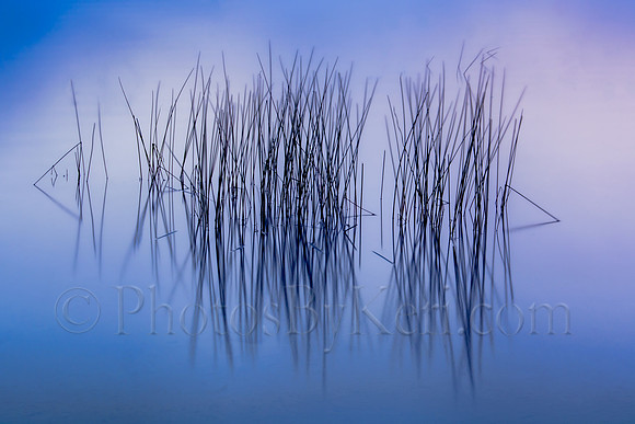Reeds At Dawn